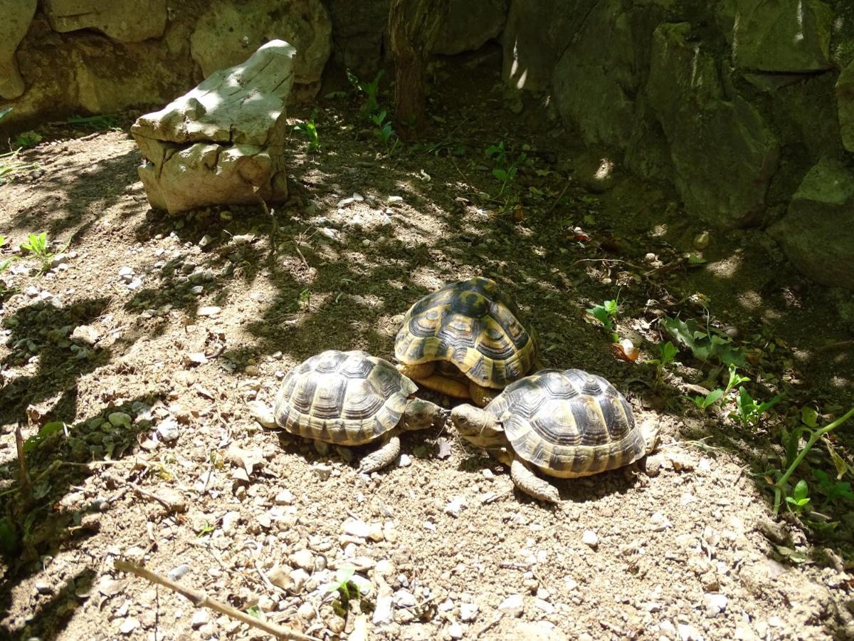 Hotel Mas De L'Espaire Les Vans Zewnętrze zdjęcie